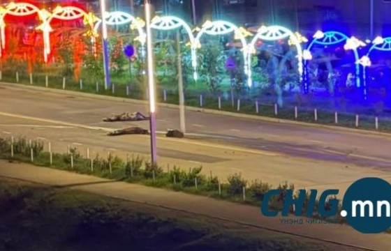 Дөрвөн адуу дайрсан согтуу жолооч хохирлыг барагдуулжээ 