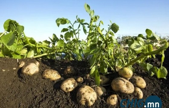 Болц гүйцсэн ургацыг борооноос амжиж хураахыг санууллаа 