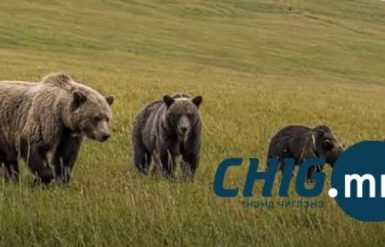 Нийслэл рүү орж ирсэн баавгайг холдуулах 2-3 хүнтэй баг ажиллаж байна 