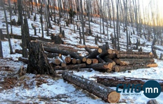 Хулгайгаар мод бэлтгэсэн иргэдэд мод тарих шийтгэл хамт онооно  