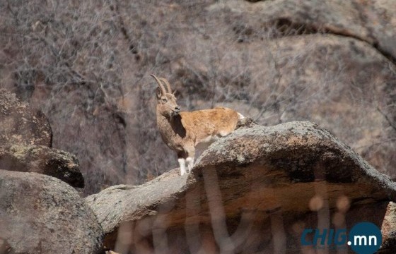 Булган ууланд нутагшуулсан янгирын тоо толгой 100 болжээ 