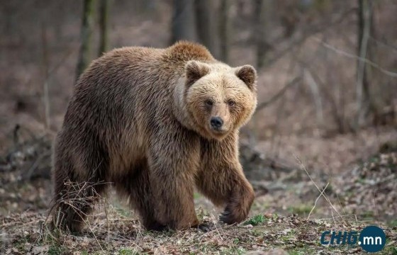 ОХУ хүн амд аюул учруулж буй баавгайг устгаж байна 