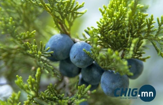 15 шуудай арц түүгээд машинаа хураалгаж,  ₮153 саяар торгууллаа  